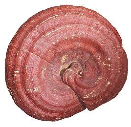 Switch 2不远了 开发者已收到新主机开发工具